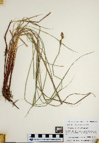 Carex buxbaumii image