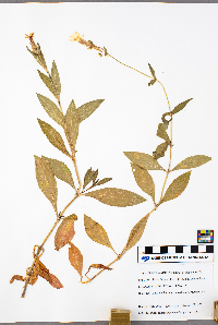 Silene latifolia image