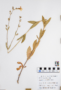 Silene dichotoma image