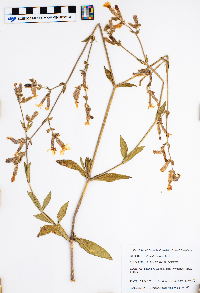 Silene dichotoma image