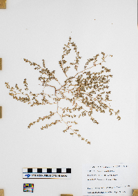 Mollugo verticillata image