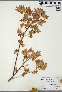 Ribes hirtellum image