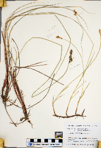 Carex buxbaumii image