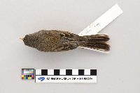 Junco hyemalis image