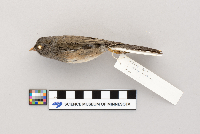 Junco hyemalis image