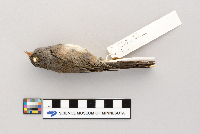 Junco hyemalis image