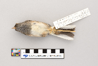 Junco hyemalis image