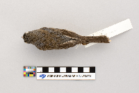 Junco hyemalis image