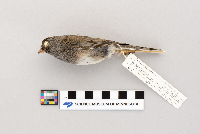 Junco hyemalis image