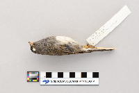 Junco hyemalis image
