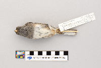 Junco hyemalis image