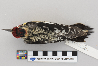 Sphyrapicus varius image