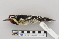 Sphyrapicus varius image