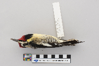 Sphyrapicus varius image