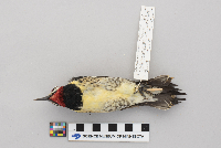 Sphyrapicus varius image