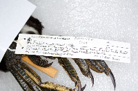 Fulica americana image
