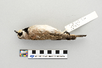 Eremophila alpestris image