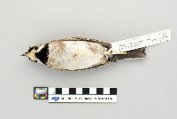Eremophila alpestris image