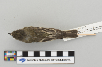 Empidonax minimus image