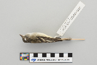 Empidonax minimus image