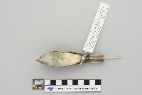 Empidonax minimus image
