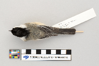 Poecile atricapillus image