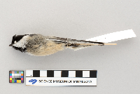 Poecile atricapillus image
