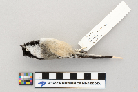 Poecile atricapillus image