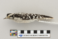 Picoides pubescens image