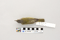 Vireo olivaceus image