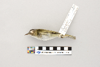 Vireo olivaceus image