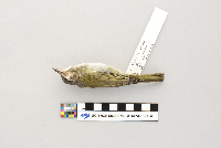 Vireo olivaceus image