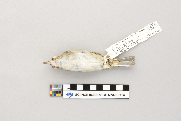 Vireo olivaceus image