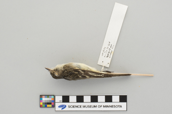 Empidonax minimus image