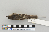 Empidonax minimus image