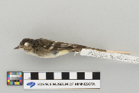 Empidonax minimus image