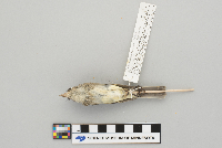 Empidonax minimus image