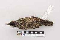 thumbnail image of current specimen
