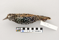 thumbnail image of current specimen