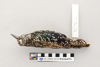 thumbnail image of current specimen