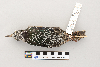 thumbnail image of current specimen