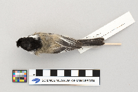 Poecile atricapillus image