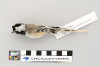Poecile atricapillus image