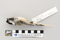 Poecile atricapillus image