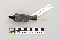 Sitta canadensis image