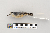 Sitta canadensis image