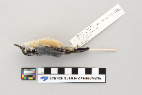 Sitta canadensis image