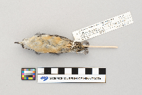 Sitta canadensis image