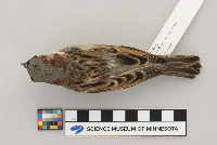 Passer domesticus image