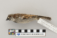 Passer domesticus image